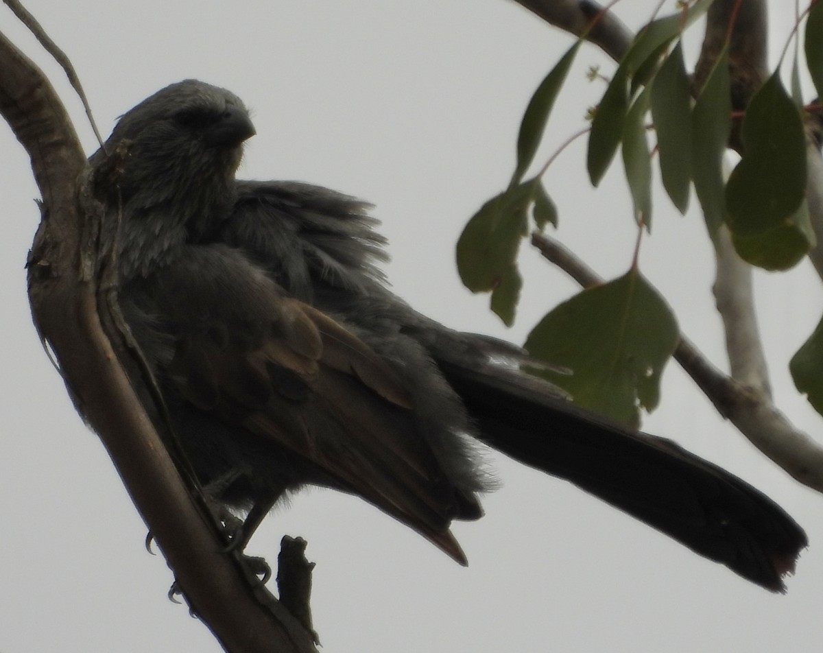 Apostlebird - ML620780196