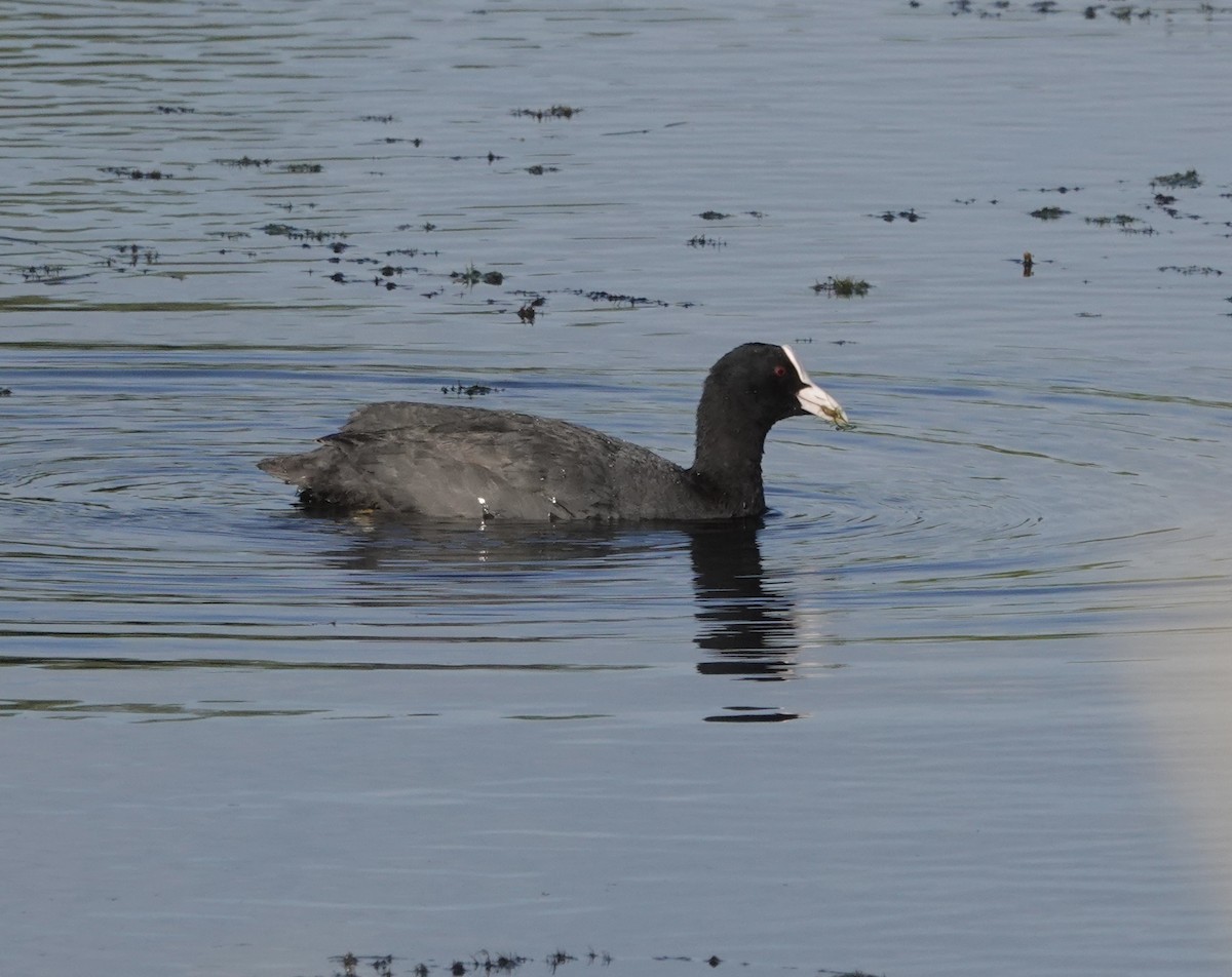 Eurasian Coot - ML620780197