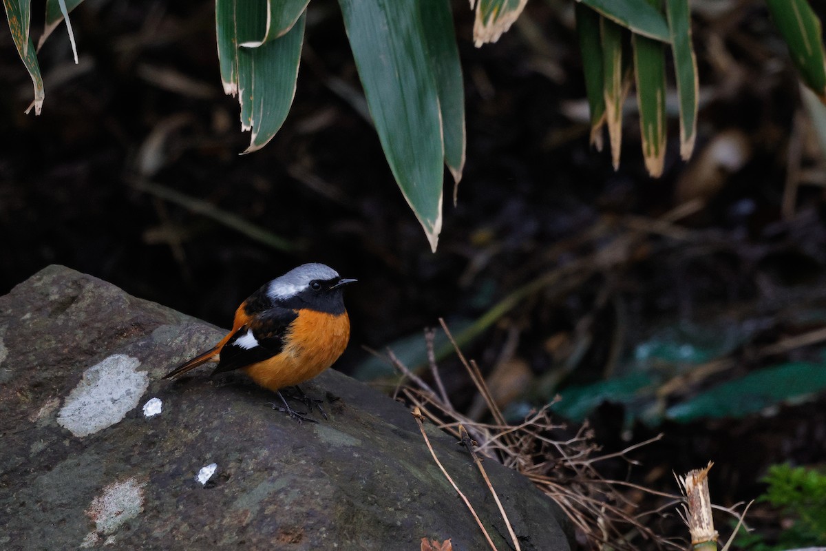 Daurian Redstart - Hayato Tonooka