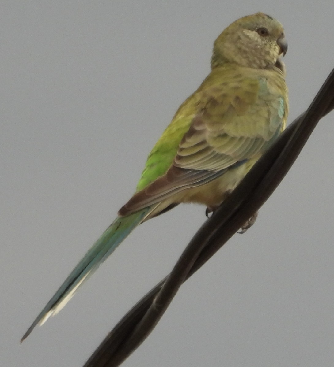 Red-rumped Parrot - Maylene McLeod