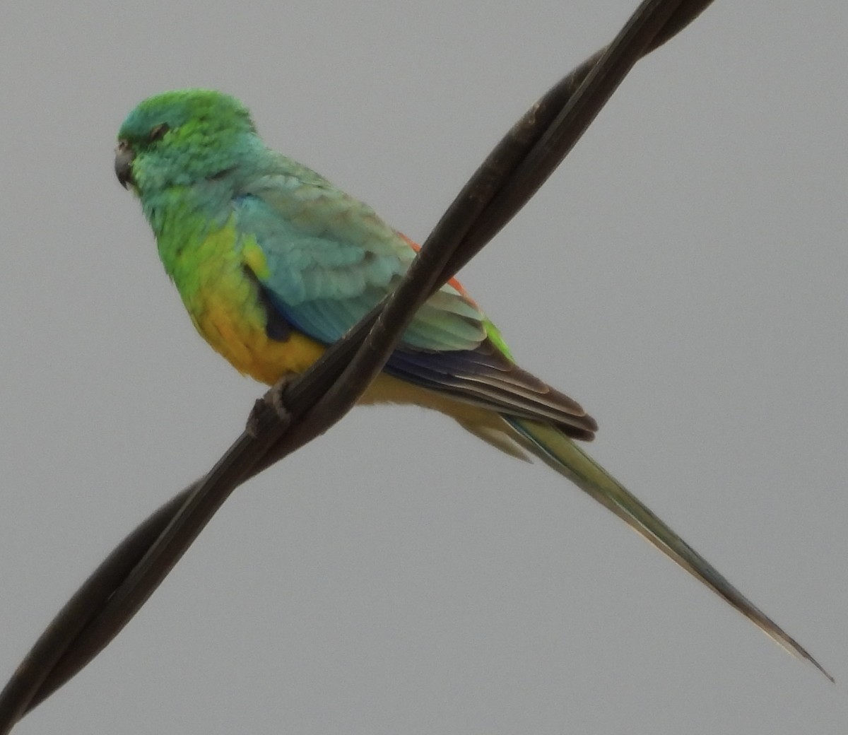 Red-rumped Parrot - ML620780204