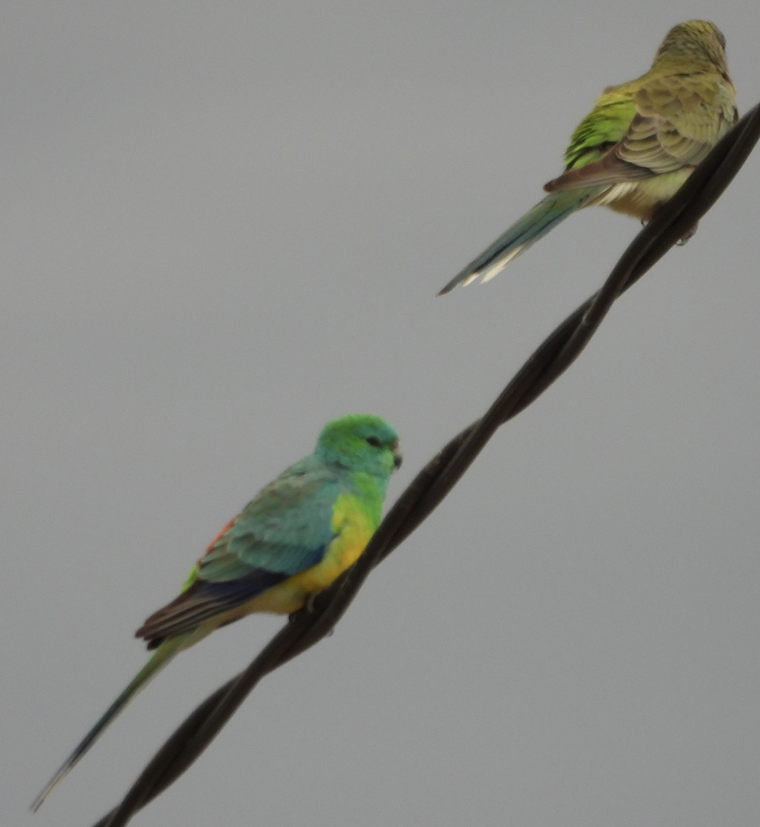 Red-rumped Parrot - ML620780205