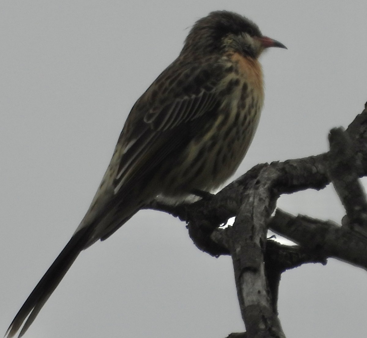 Spiny-cheeked Honeyeater - ML620780210