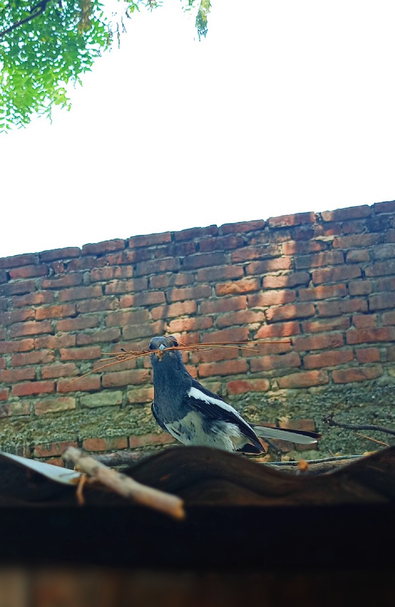 Oriental Magpie-Robin - Keshav Upadhyay