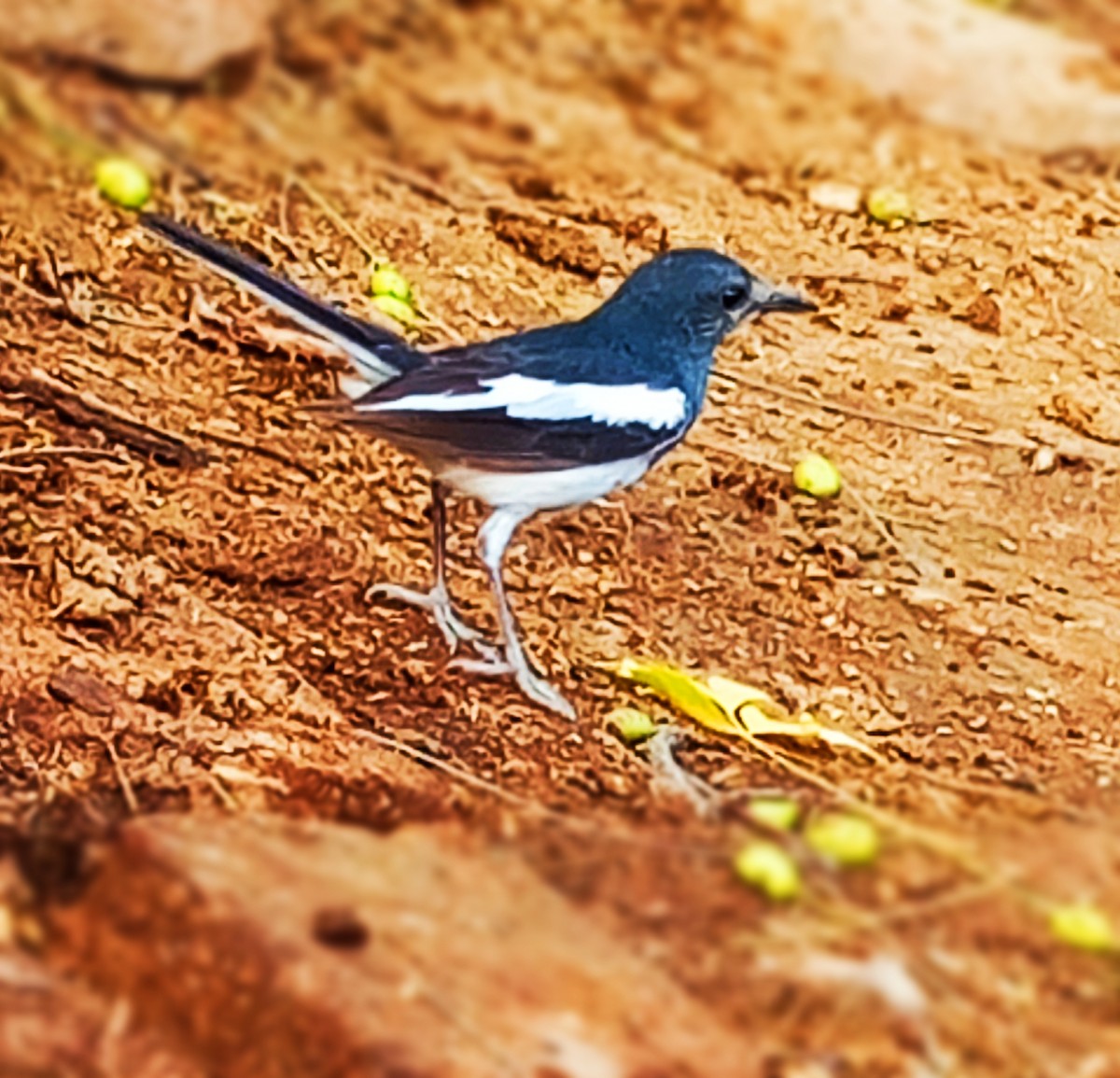 Oriental Magpie-Robin - ML620780212