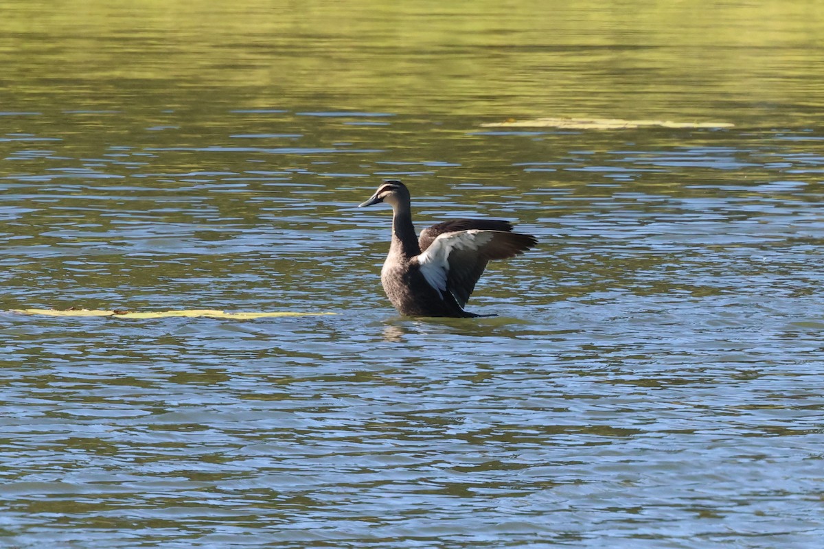 Pacific Black Duck - ML620780215