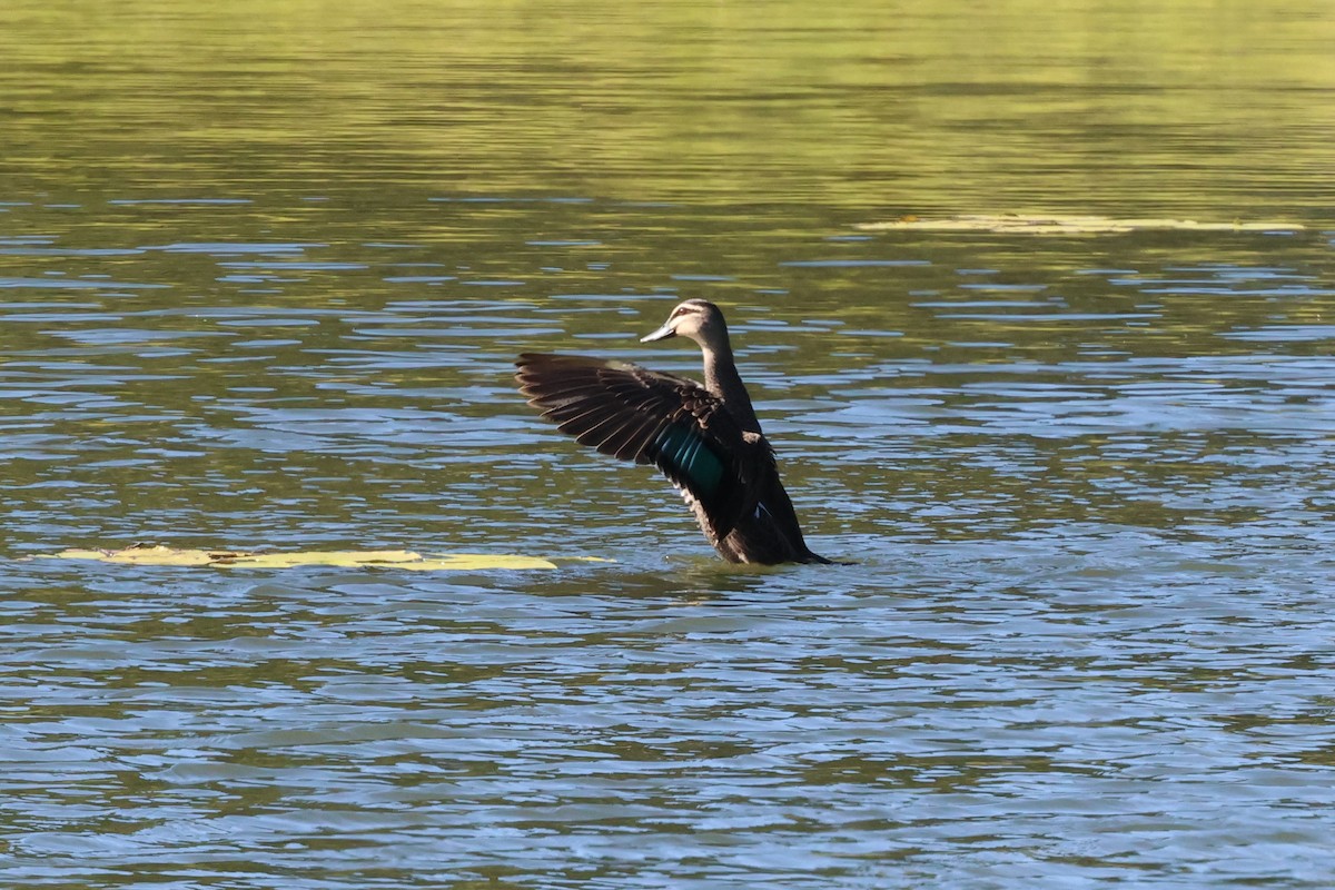 Pacific Black Duck - ML620780216