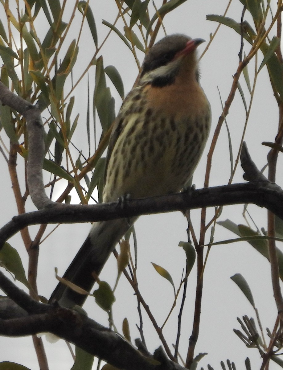 Spiny-cheeked Honeyeater - ML620780217