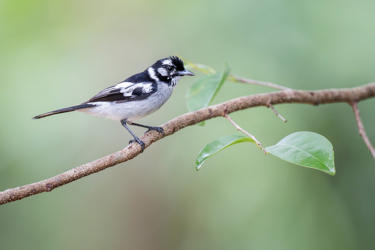 White-eared Monarch - ML620780227