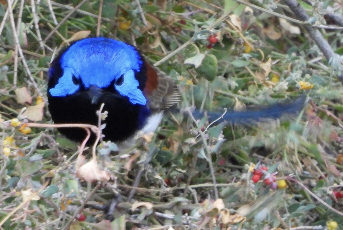 Purple-backed Fairywren - ML620780228