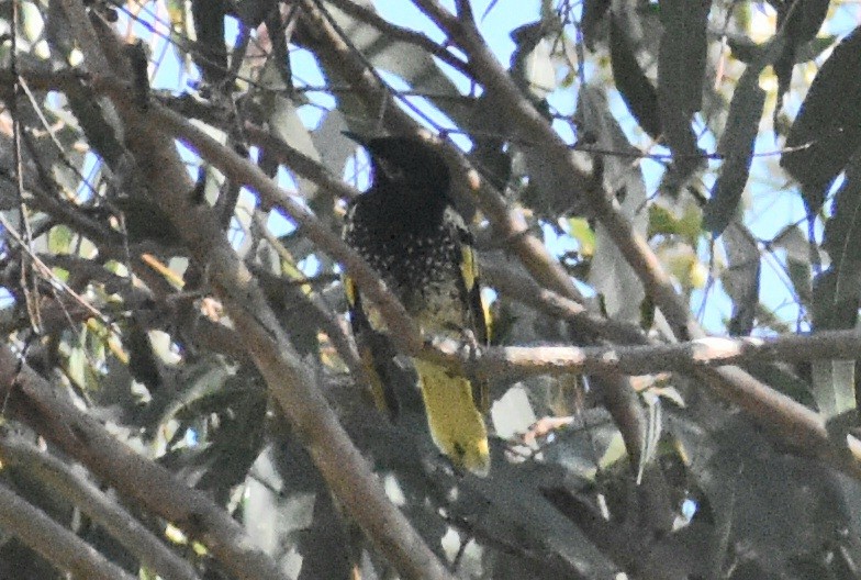 Regent Honeyeater - ML620780232