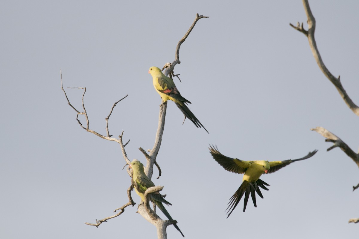 Regent Parrot - ML620780234