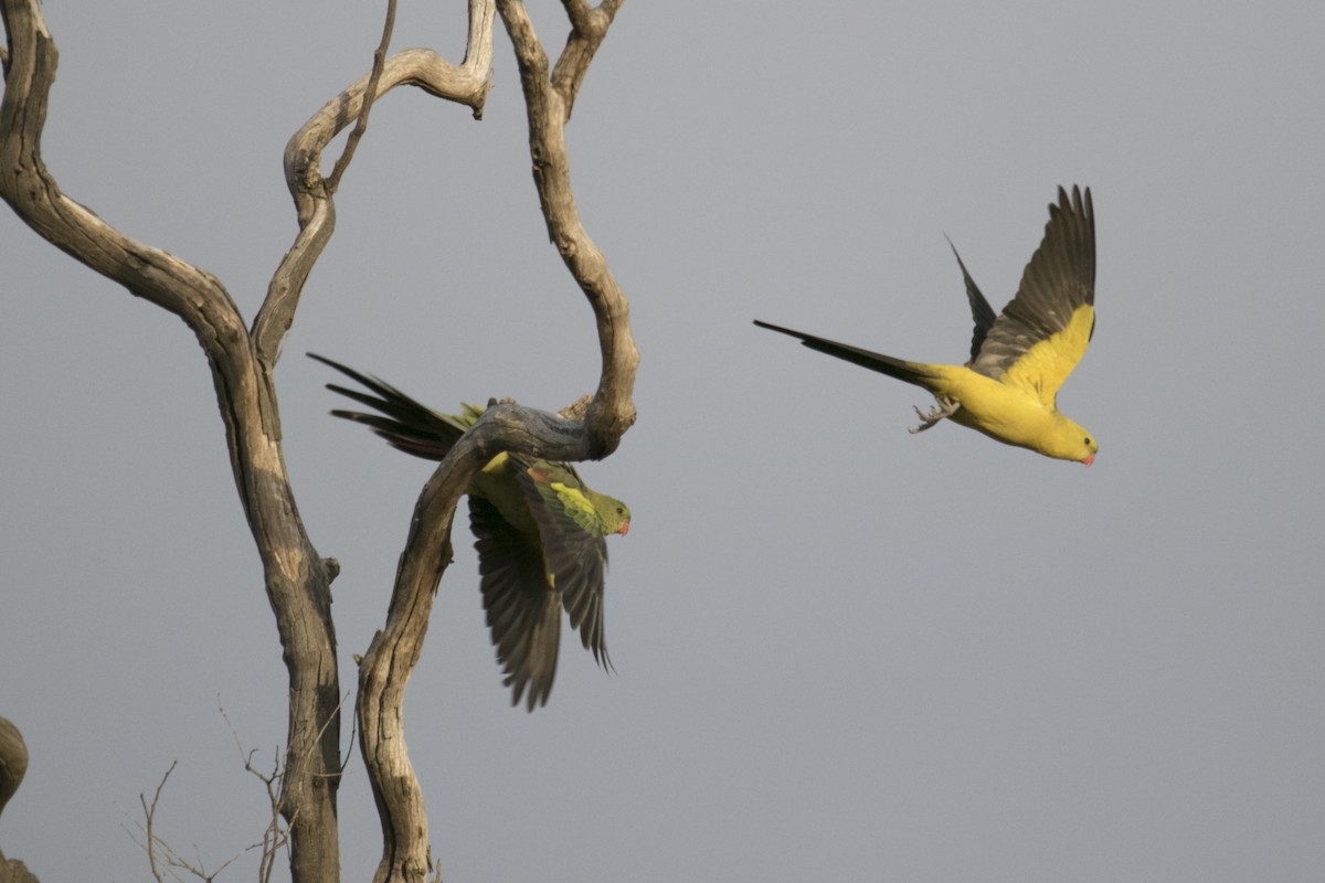 Regent Parrot - ML620780235