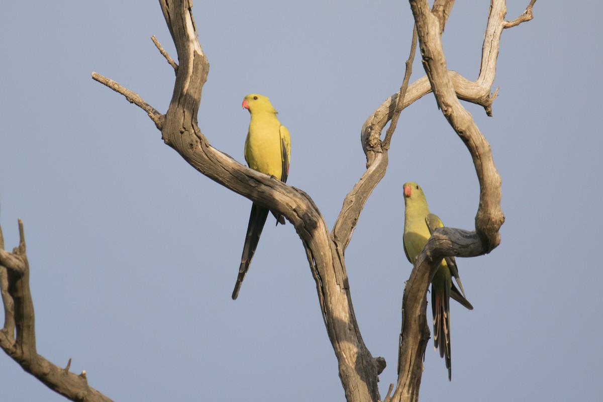 Regent Parrot - ML620780236