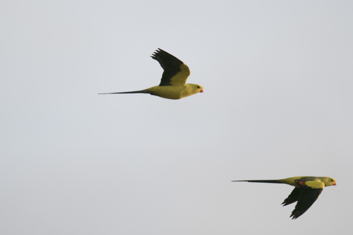 Regent Parrot - ML620780237