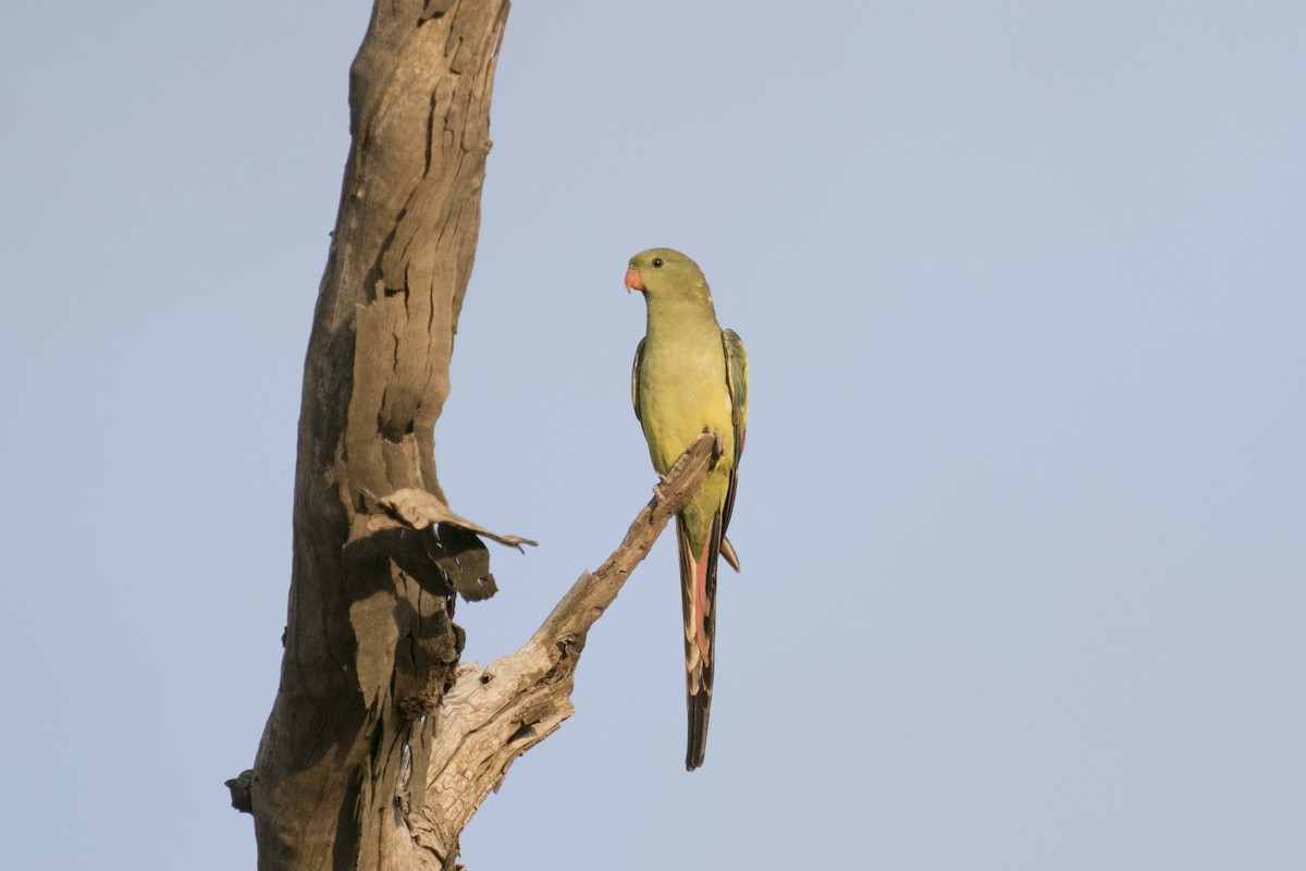 Regent Parrot - ML620780238