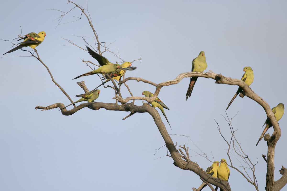 Regent Parrot - ML620780239