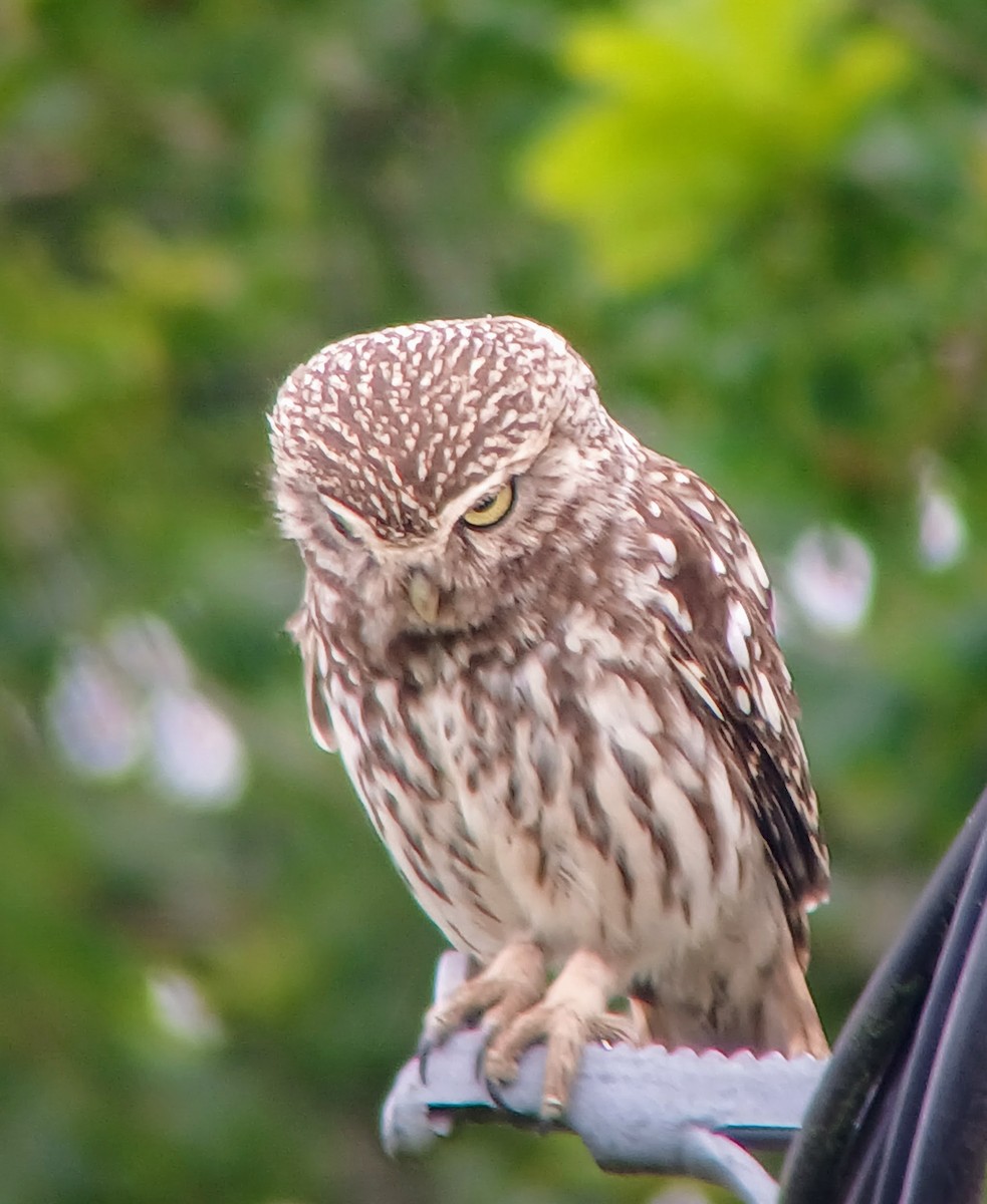 Little Owl - Mark Jordan