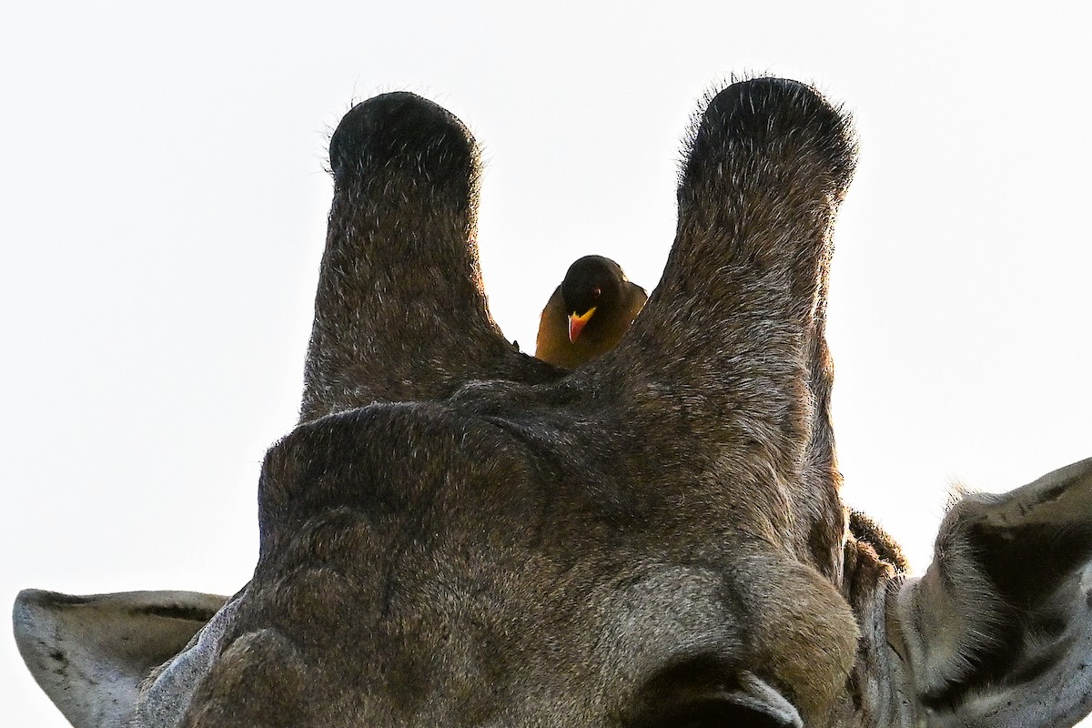 Yellow-billed Oxpecker - ML620780242