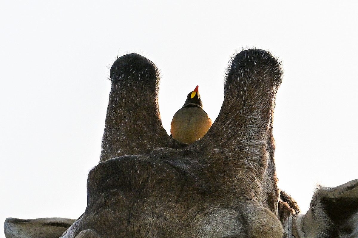 Yellow-billed Oxpecker - ML620780244