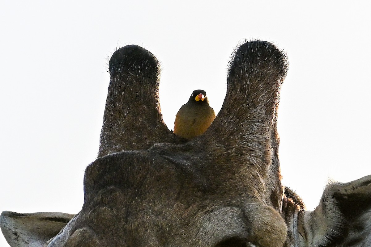 Yellow-billed Oxpecker - ML620780245