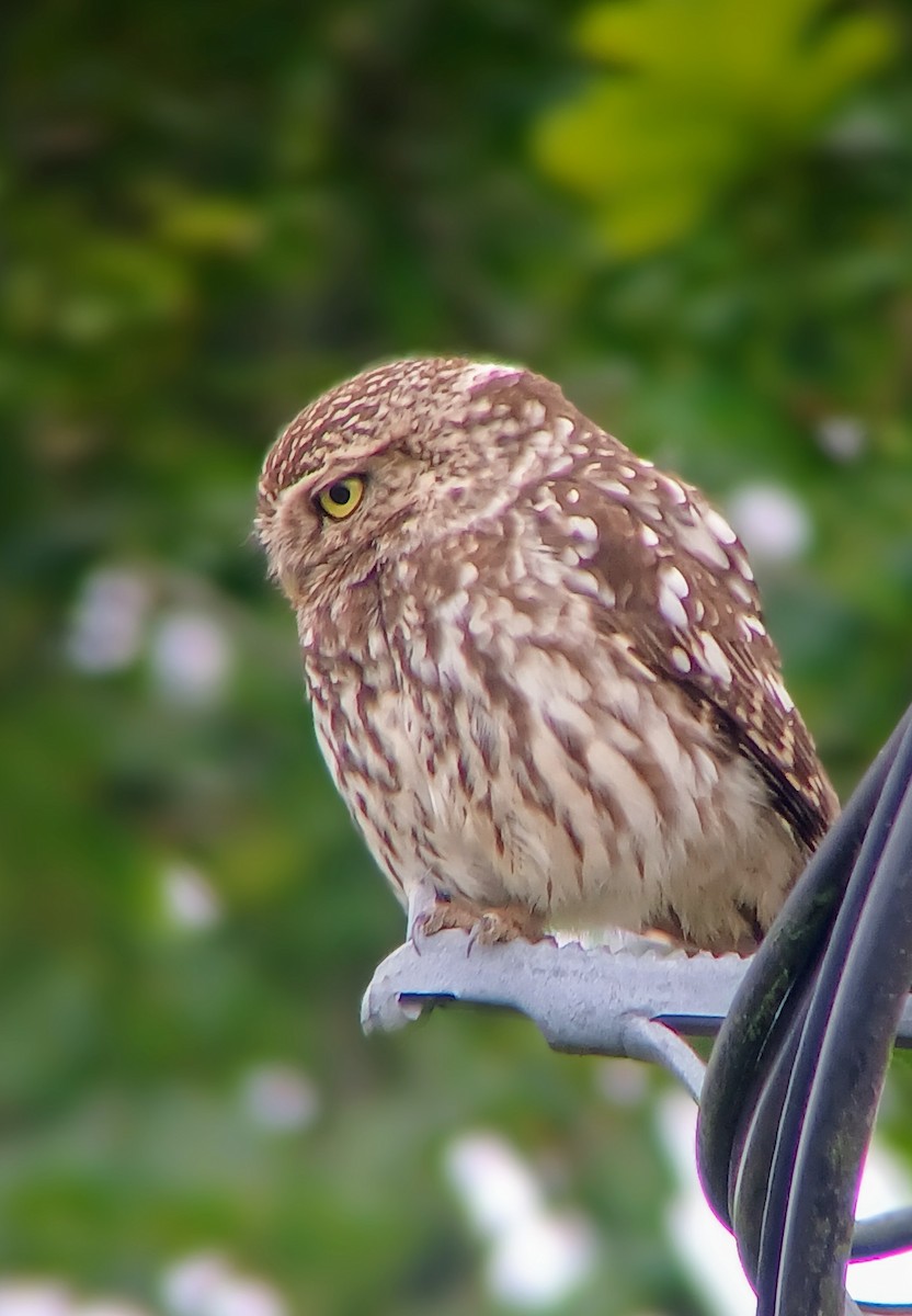 Little Owl - ML620780247