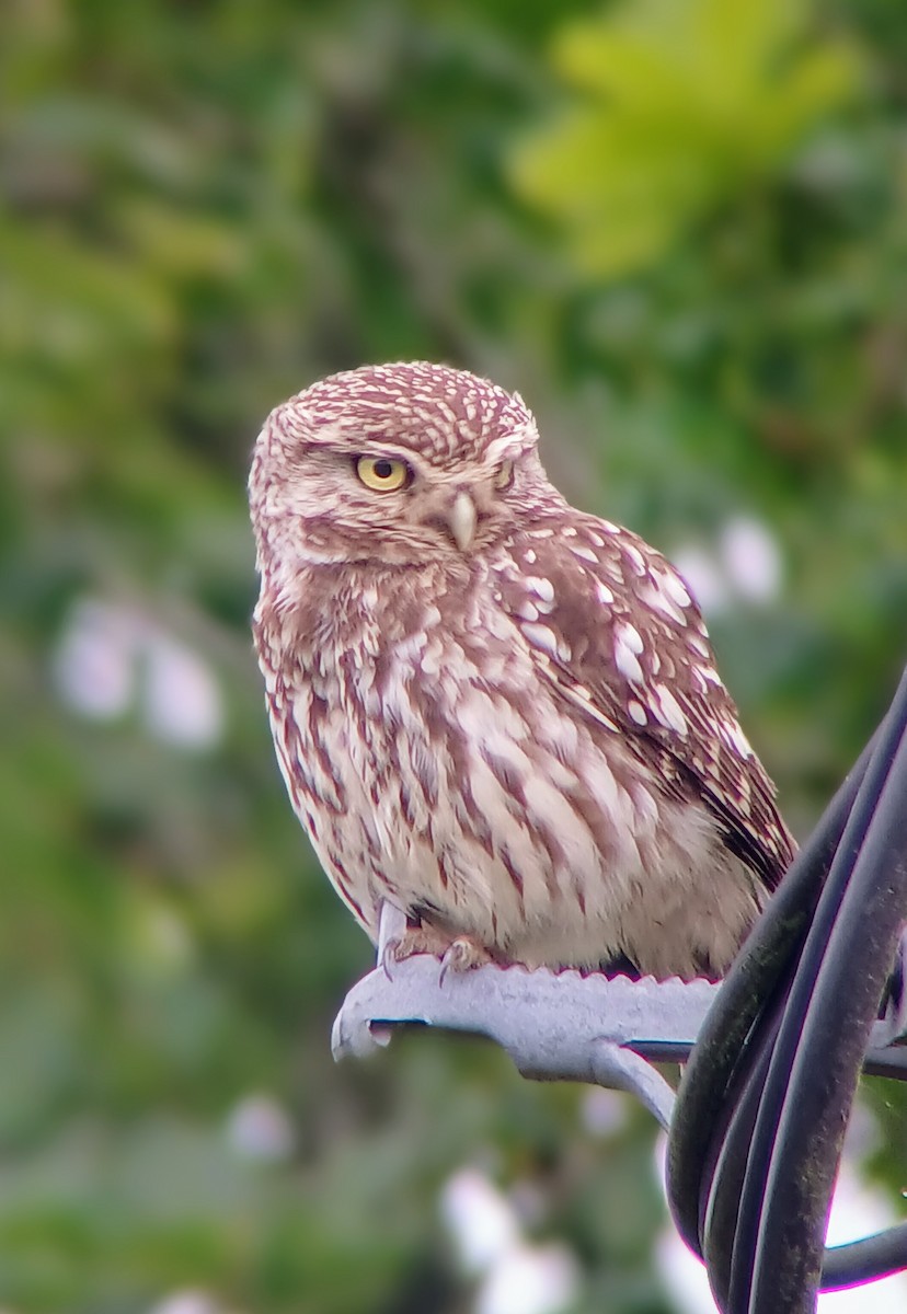 Little Owl - ML620780248