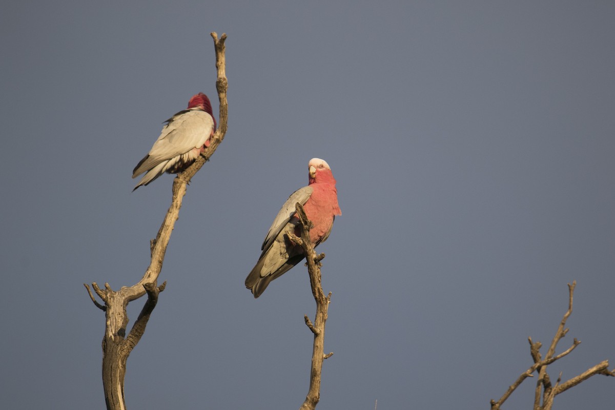 Cacatúa Galah - ML620780251