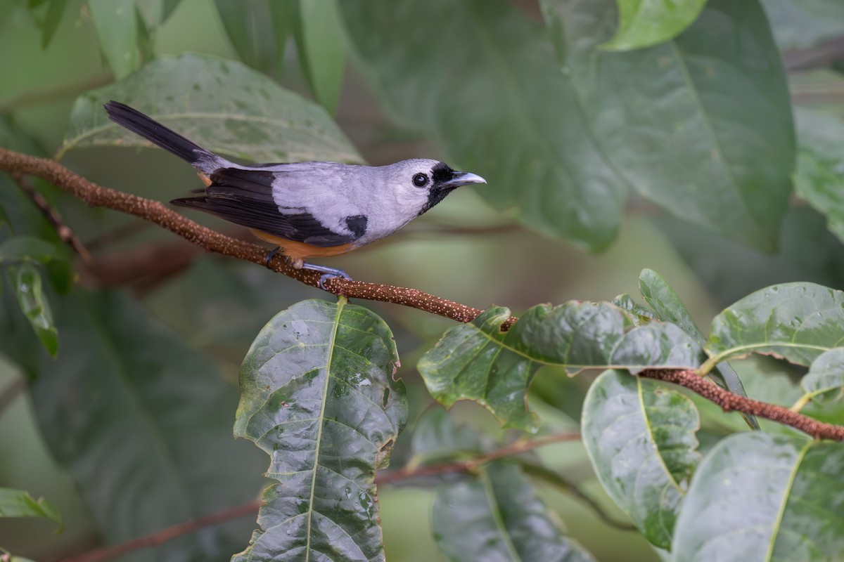 Black-winged Monarch - ML620780254