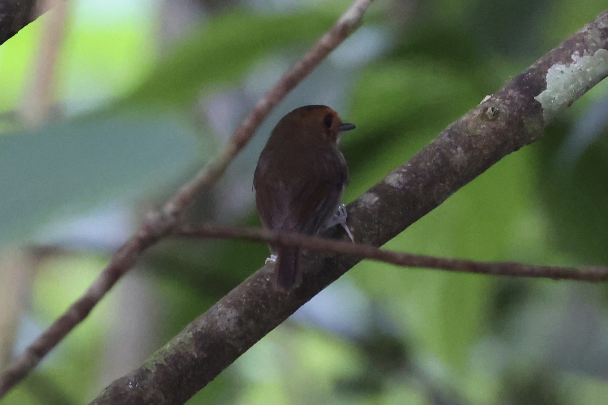 Rufous-browed Flycatcher - ML620780256