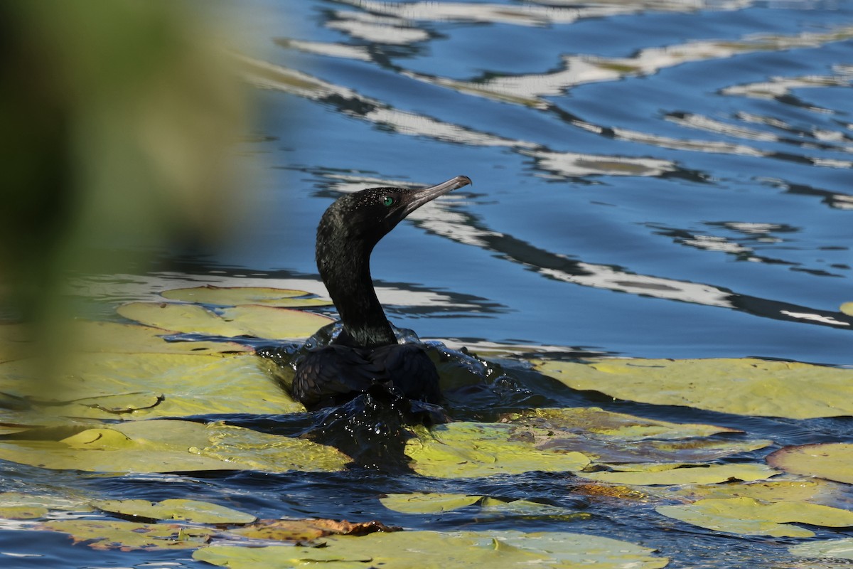 Little Black Cormorant - ML620780257