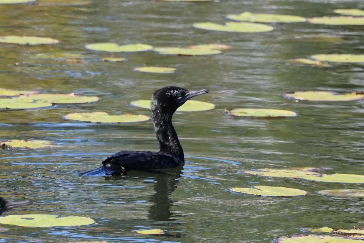 Little Black Cormorant - ML620780258