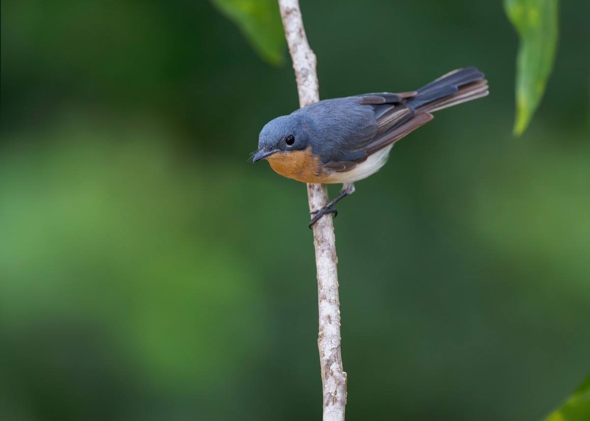 Leaden Flycatcher - ML620780261