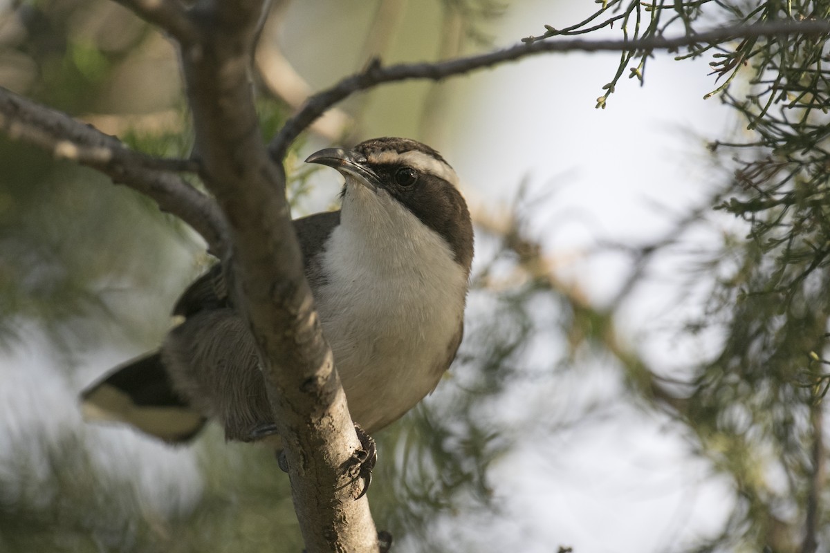 White-browed Babbler - ML620780262