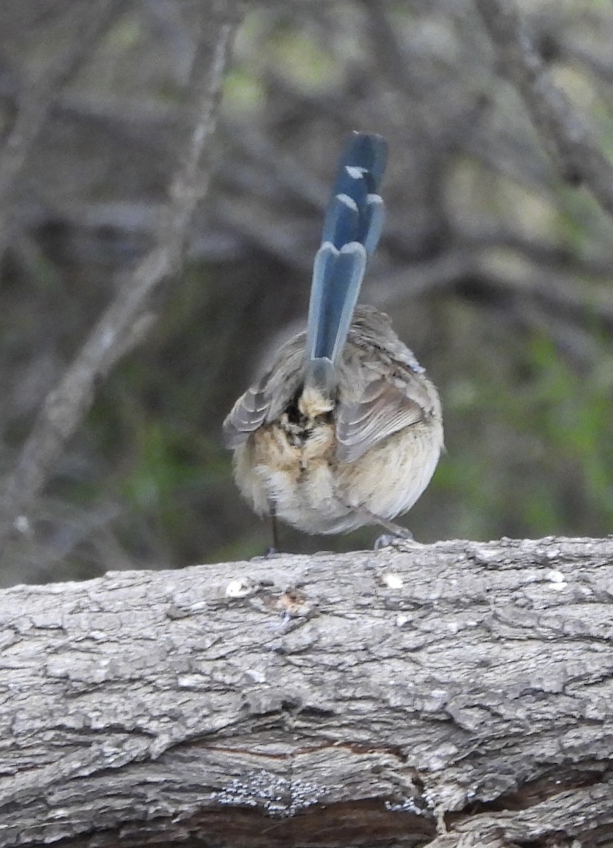 Purple-backed Fairywren - ML620780264