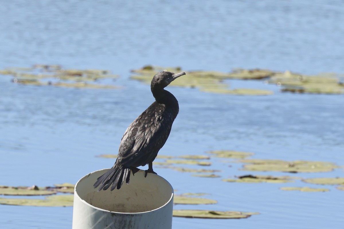 Little Black Cormorant - Dennis Devers