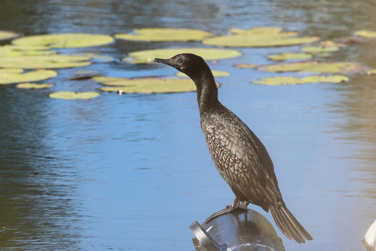 Little Black Cormorant - ML620780267