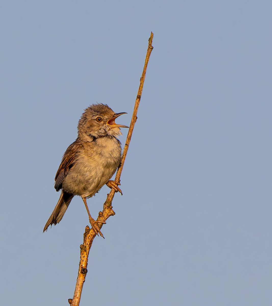 Greater Whitethroat - ML620780269