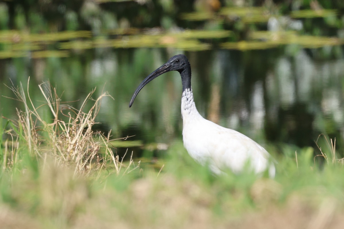 Ibis à cou noir - ML620780272