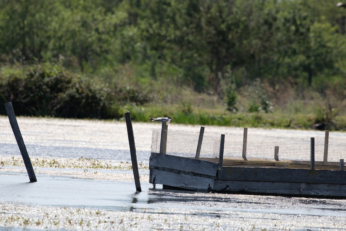 Common Tern - ML620780273