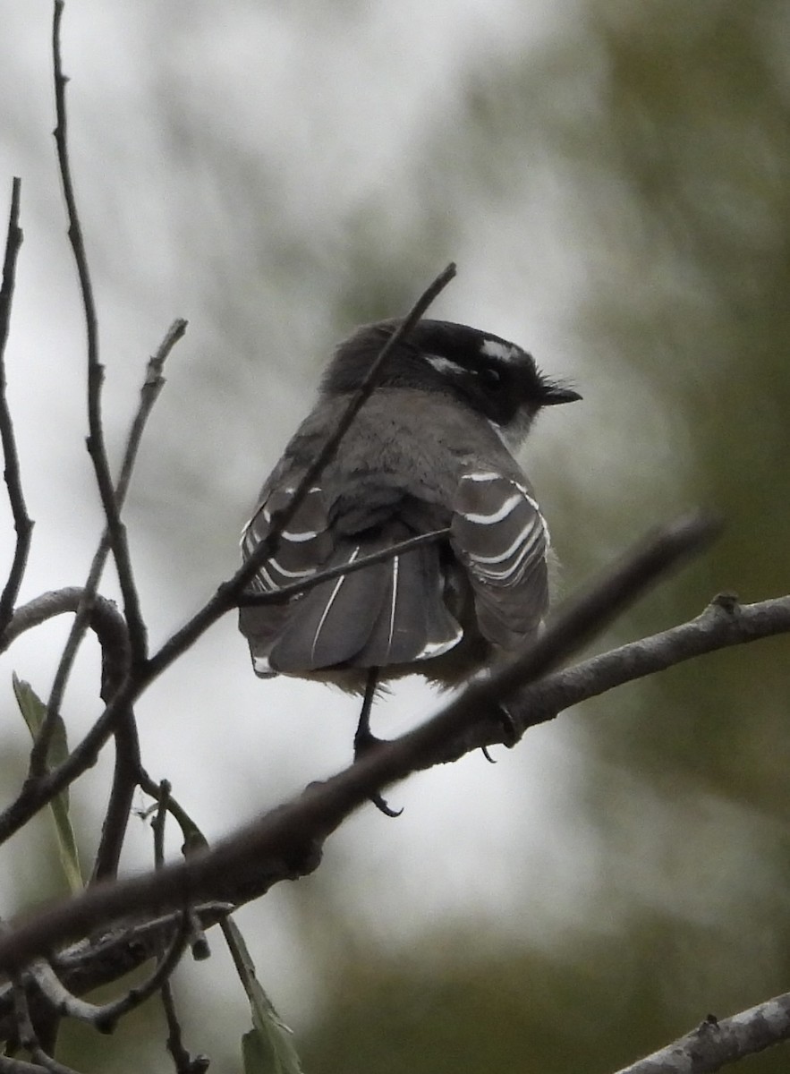 Gray Fantail - Maylene McLeod