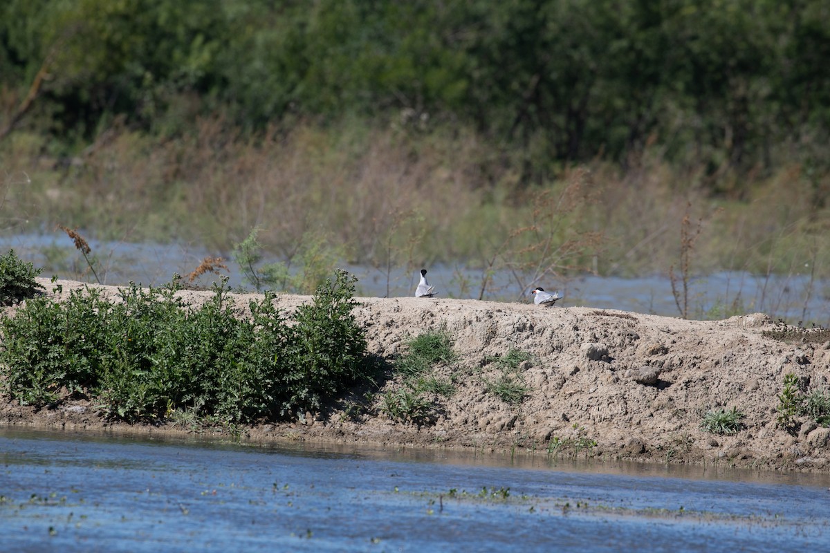 Common Tern - ML620780277