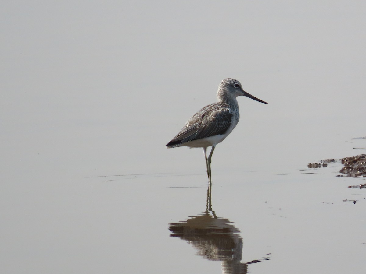 Common Greenshank - ML620780279