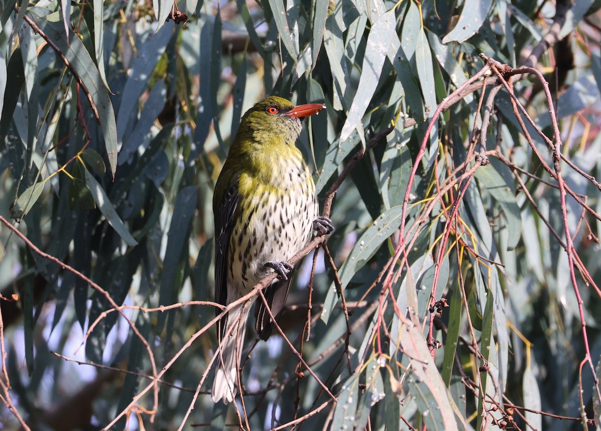 Olive-backed Oriole - ML620780280