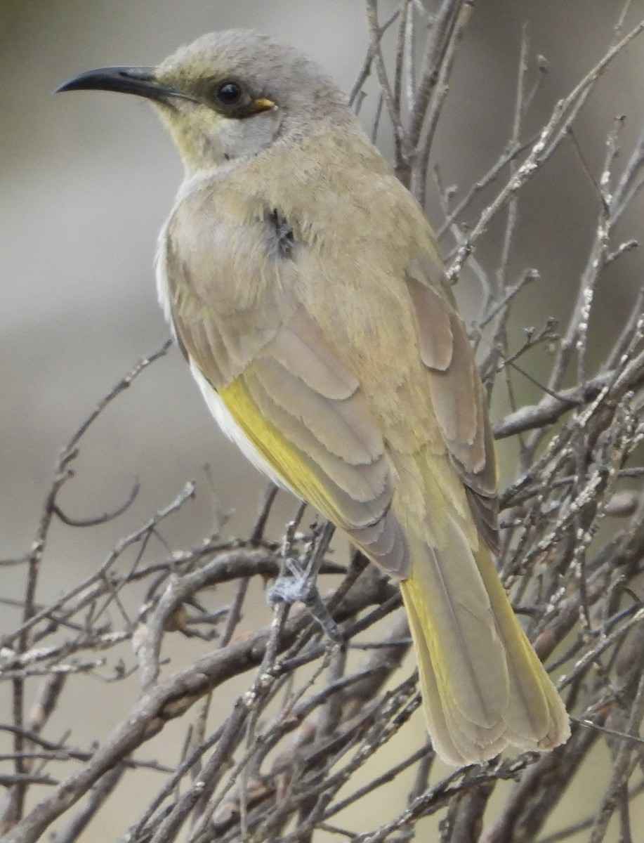 Brown Honeyeater - ML620780281