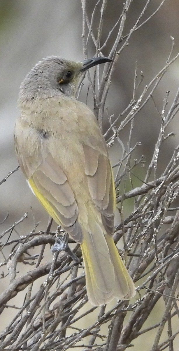 Brown Honeyeater - ML620780282