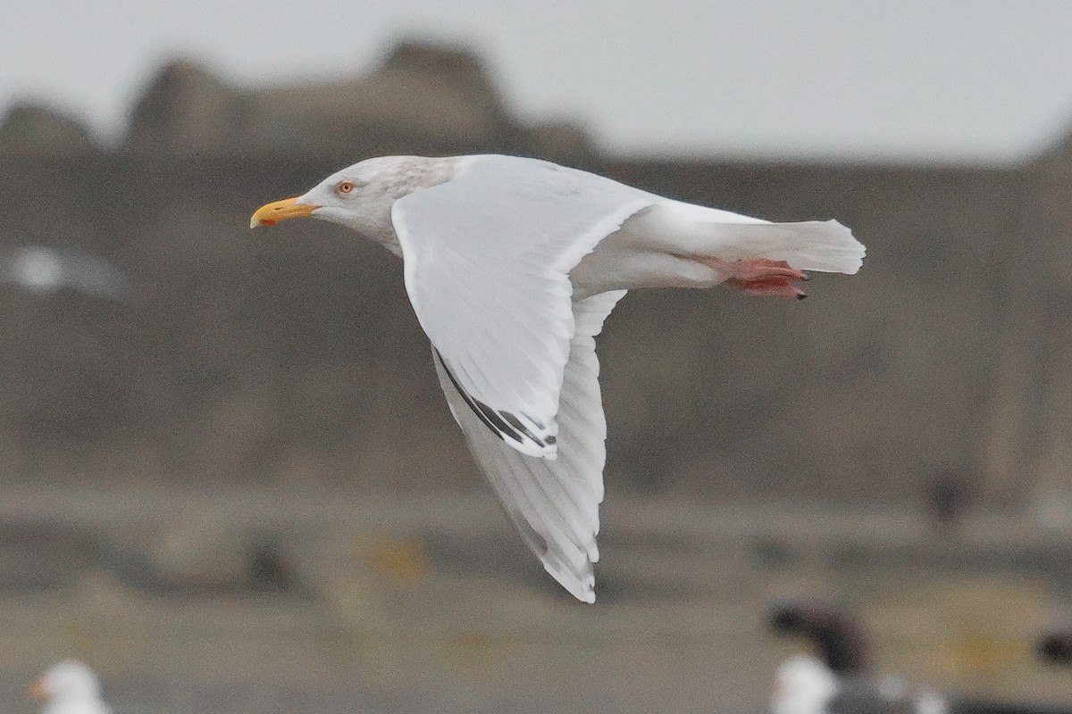 Gaviota Argéntea x Gavión Hiperbóreo (híbrido) - ML620780284