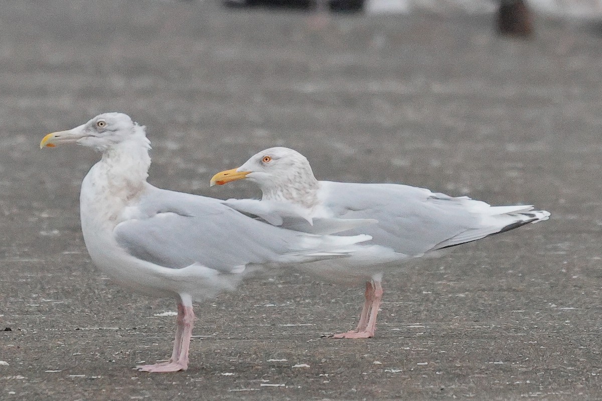 Herring x Glaucous Gull (hybrid) - ML620780285