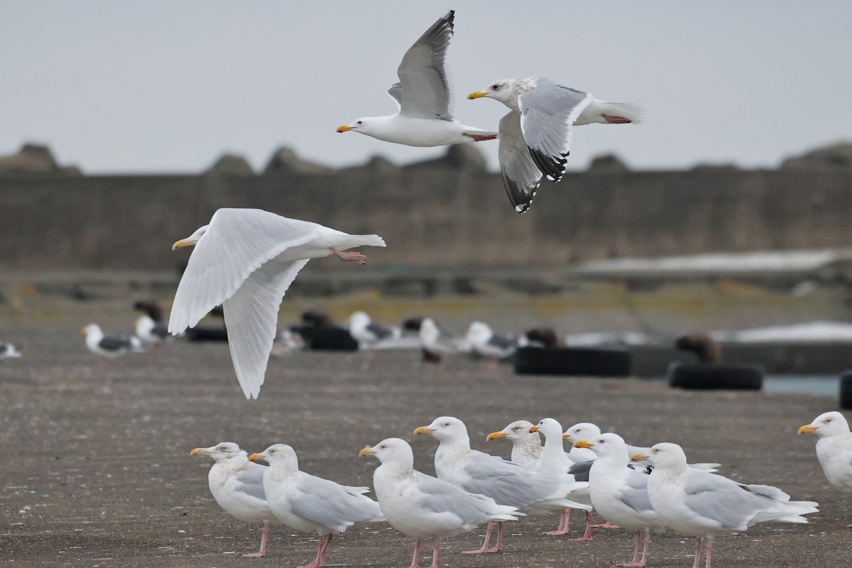 Gaviota Argéntea x Gavión Hiperbóreo (híbrido) - ML620780286