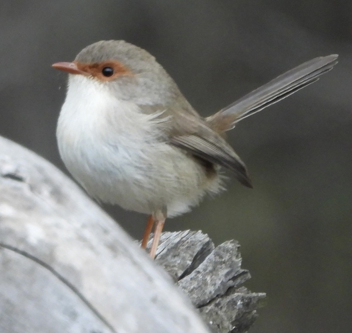 Superb Fairywren - ML620780290